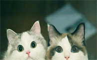 猫猫屁股烂了是怎么回事儿