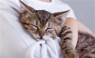 猫咪退烧后精神差正常吗怎么办