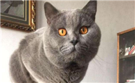 蓝猫折耳好还是立耳猫好?新手朋友们来看看