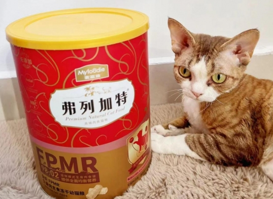 幼猫身体底子要打好,弗列加特大红桶少不了 幼猫身体底子要打好,弗列加特大红桶少不了
