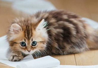 猫不吃东西四肢瘫软站不起来?速来看原因! 猫不吃东西四肢瘫软站不起来?速来看原因!