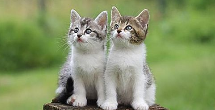 猫老是吐是因为什么