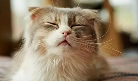 小猫打喷嚏不流鼻涕精神很好怎么回事