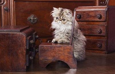 猫咪体外驱虫可不可以杀死跳蚤