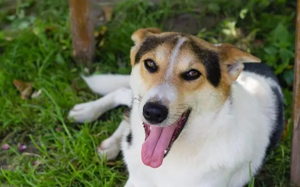 狗怀孕时得犬瘟会影响小狗吗 狗怀孕时得犬瘟会影响小狗吗
