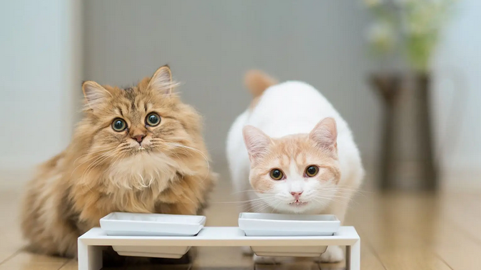猫脚底溃烂是什么原因引起的怎么治疗 猫脚底溃烂是什么原因引起的怎么治疗