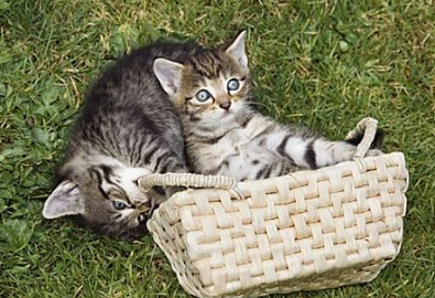 猫中毒的表现是什么 猫中毒的表现是什么