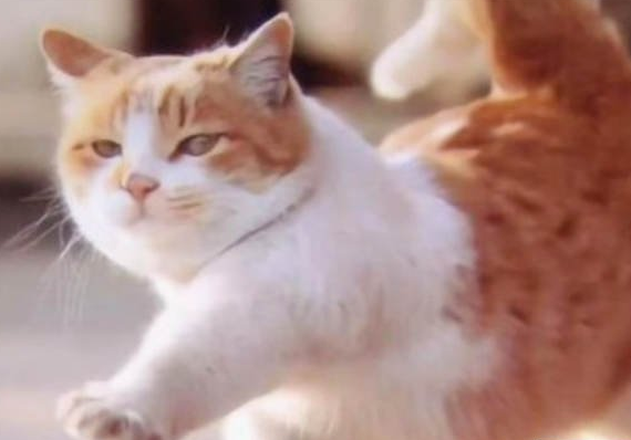 小猫吃多了吐了能自愈吗 小猫吃多了吐了能自愈吗