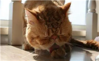 猫肝炎初期有哪些症状