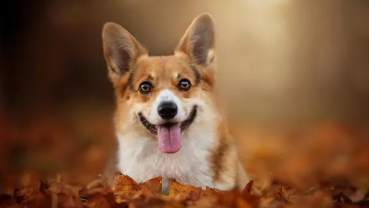 狗狗呕吐能吃午时茶吗？