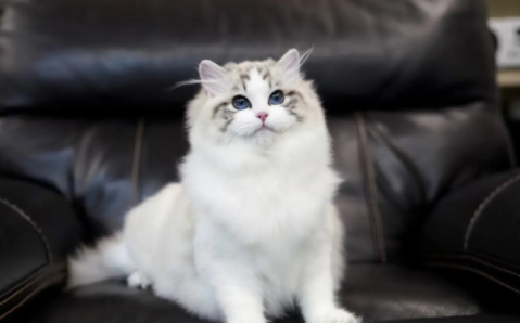 布偶猫不粘人怎么办？如何养护真的很重要！