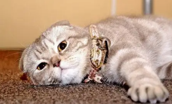 猫咪生产前的征兆有哪些 猫咪生产前的征兆有哪些