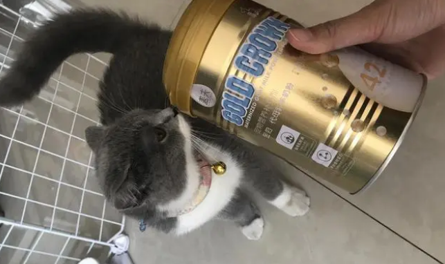 猫咪试用盖夫金冠羊奶粉,独立包装不仅方便还卫生 猫咪试用盖夫金冠羊奶粉,独立包装不仅方便还卫生
