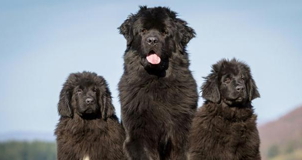 黑色长毛大型犬有哪些品种？来看看