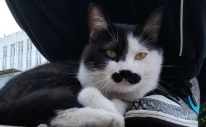 那只被人类伤害,失去两只前爪的流浪猫,被救后依然选择信任人类 那只被人类伤害,失去两只前爪的流浪猫,被救后依然选择信任人类