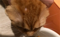 猫咪耳朵背面毛有点秃怎么回事