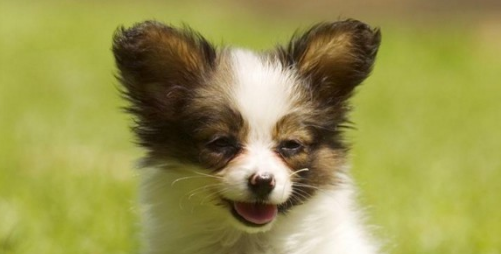 蝴蝶犬怎么训练大小便 蝴蝶犬怎么训练大小便