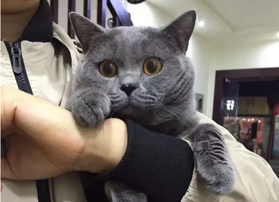 新手小白速看,买蓝猫注意点! 新手小白速看,买蓝猫注意点!