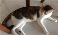 三花猫是什么品种