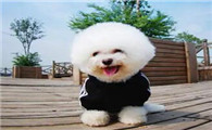 比熊长到了20斤，是否正常？