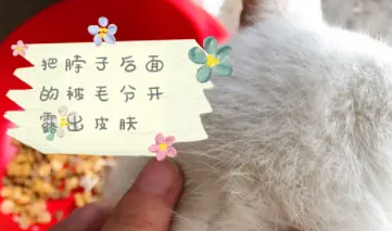 小宠虱敌驱虫体验,看中性价比铲屎官的首选 小宠虱敌驱虫体验,看中性价比铲屎官的首选