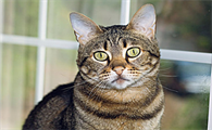 猫肾衰四期一般能活多久