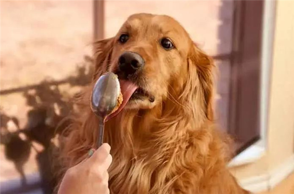 狗狗不能吃什么