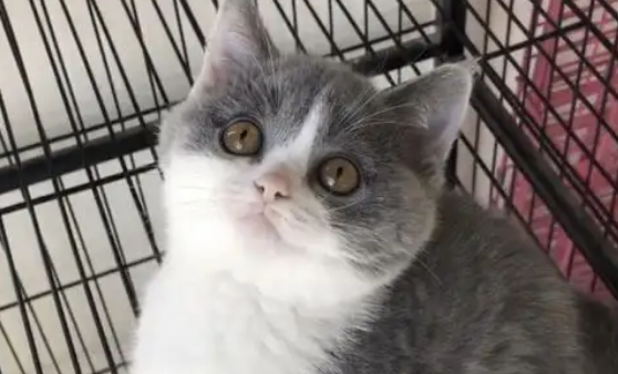 英短蓝猫有白色杂毛的原因是什么