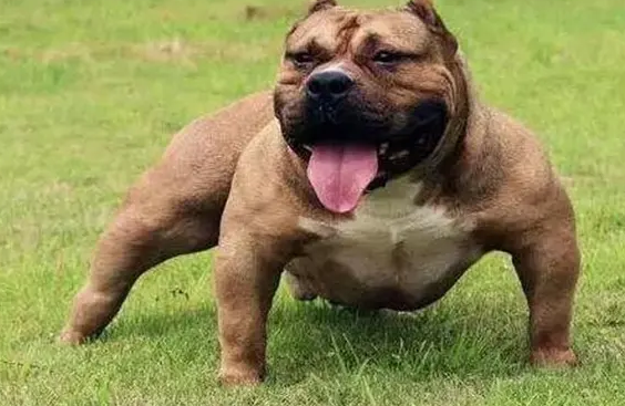 比特犬为什么会立耳?竟然是这个原因 比特犬为什么会立耳?竟然是这个原因