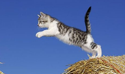猫打喷嚏黄鼻涕但很活泼