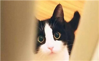 猫咪要生产前有什么表现