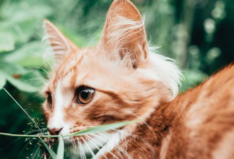 猫咪驱虫拉稀几天能好转