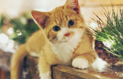 猫咪喉咙哑了怎么回事