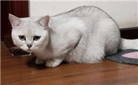 小猫吃猫条拉稀正常吗