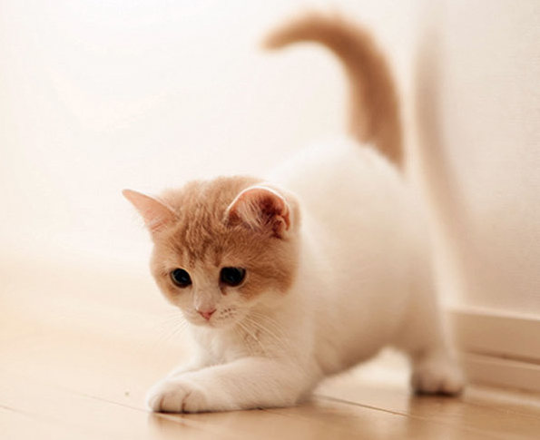 每个猫都有弓形虫吗