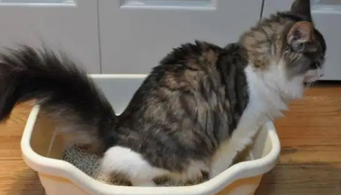 猫咪不埋屎的原因猫咪不埋屎的原因是什么?铲屎官们快来看 猫咪不埋屎的原因猫咪不埋屎的原因是什么?铲屎官们快来看