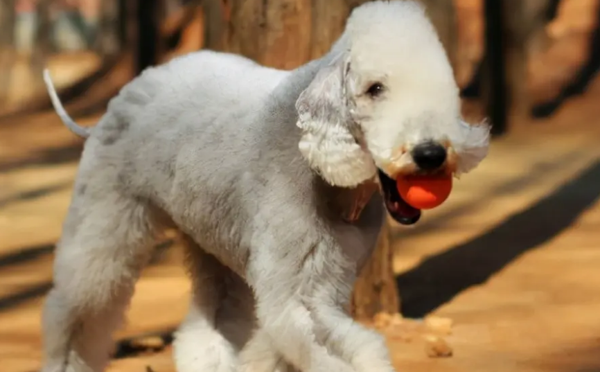 贝灵顿犬为什么禁养?这个原因有必要知道 贝灵顿犬为什么禁养?这个原因有必要知道