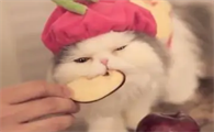 猫可以吃什么水果