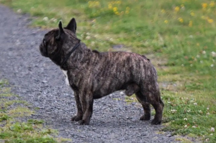 虎斑法斗犬价格多少钱一只 虎斑法斗犬价格多少钱一只