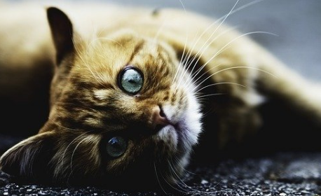 怎么防止猫得猫癣 怎么防止猫得猫癣