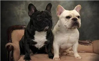 法牛犬价格什么颜色贵?看完这篇文章,90%的人看一眼就会!