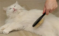 猫咪吃了化毛膏呕吐正常吗