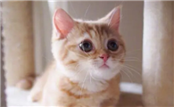 猫咪喝舒化奶还是羊奶比较好
