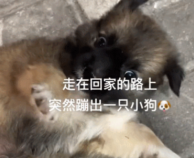 路上遇见1只流浪小可爱,女孩忍不住将其带回家:成为正式的家人 路上遇见1只流浪小可爱,女孩忍不住将其带回家:成为正式的家人