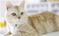 让猫信任新主人的方法，你get了吗？