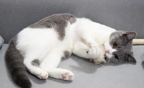 猫咪叼着玩具边走边叫是为什么 猫咪叼着玩具边走边叫是为什么