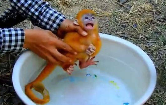 主人给小猴子洗澡，猴子以为溺水了，接下来它的举动让人笑喷！