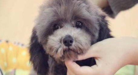 泰迪狗拉血怎么处理