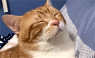 猫和人一起睡的危害