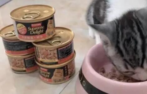 富力鲜猫罐头是主食罐头吗 富力鲜猫罐头是主食罐头吗